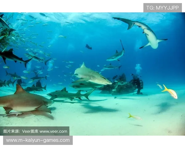 巴哈马推动海洋运动普及教育，巴哈马海滩